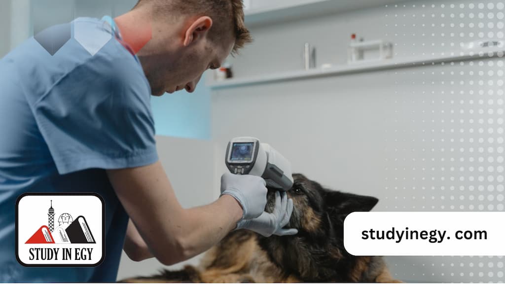 دراسة الطب البيطري في مصر