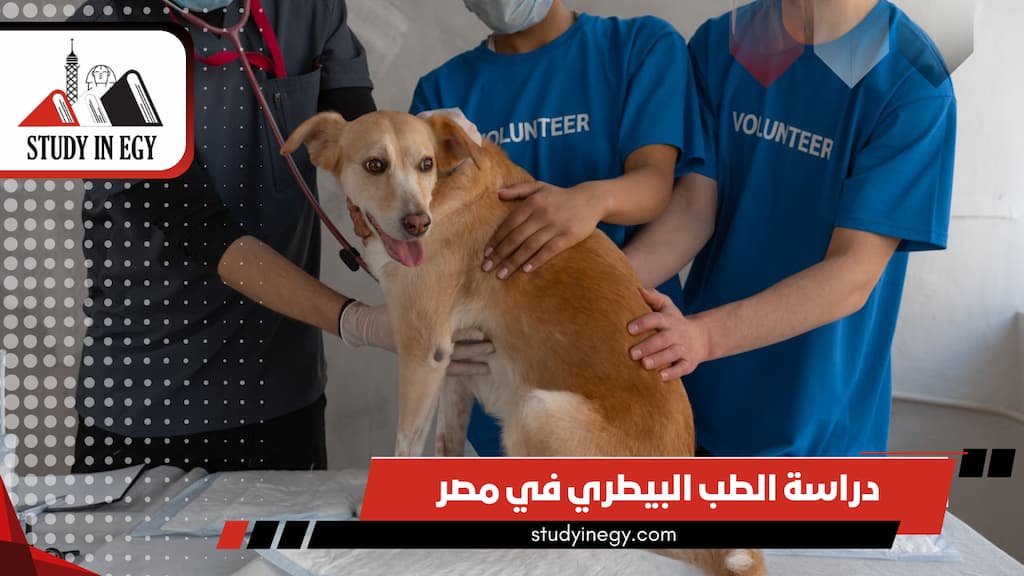 دراسة الطب البيطري في مصر دراسة الطب البيطري في مصر