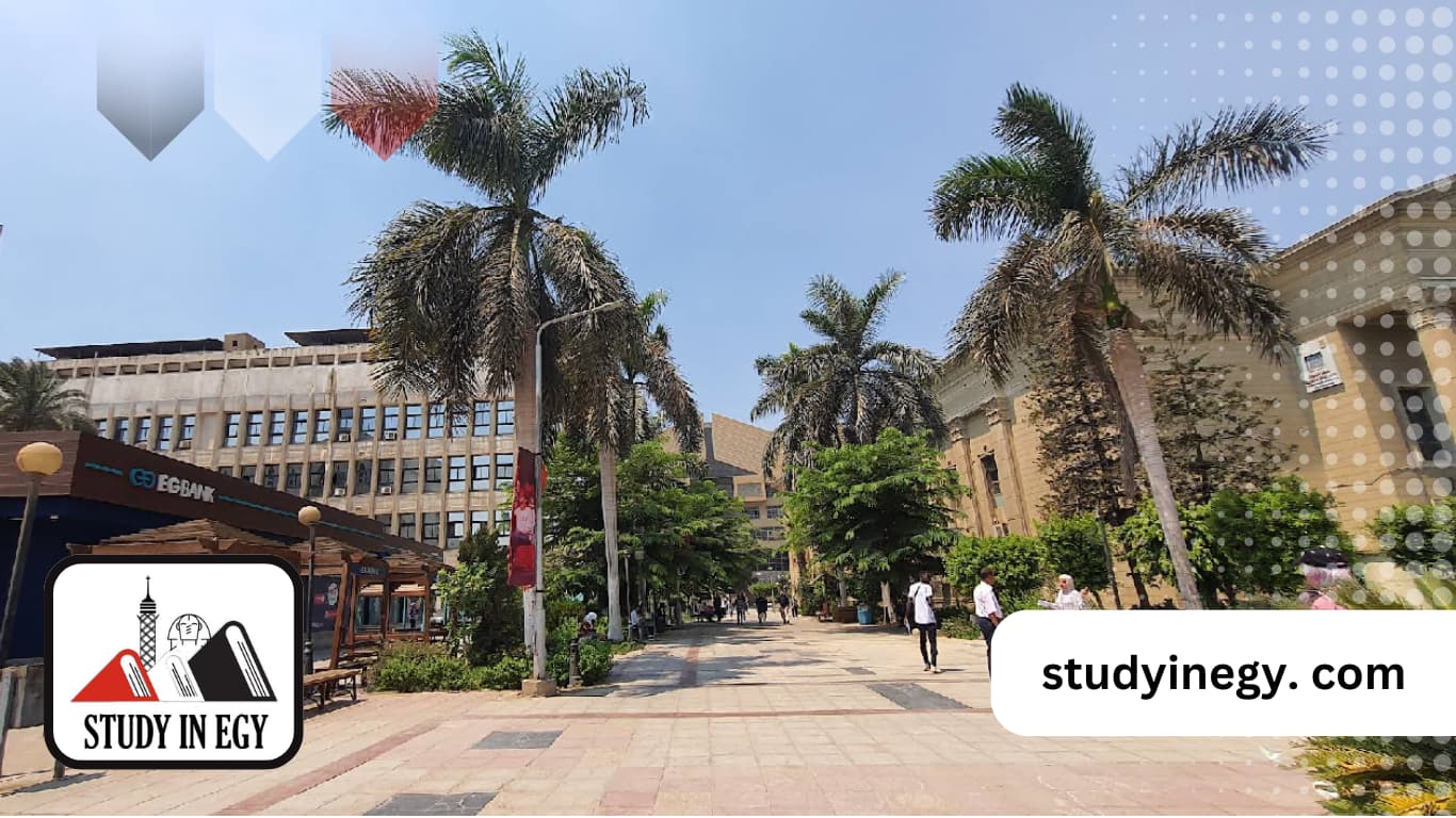 الدكتوراة المهنية بجامعة القاهرة